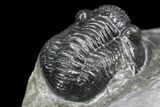 Detailed Gerastos Trilobite Fossil - Morocco #145755-5